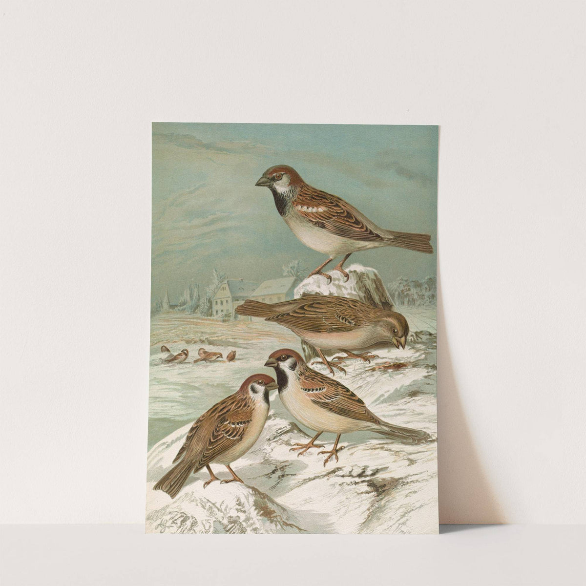 Passer domesticus, Passer montanus by Johann Friedrich Naumann