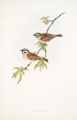 Passer montanus. Tree-Sparrow. (1862-1873)