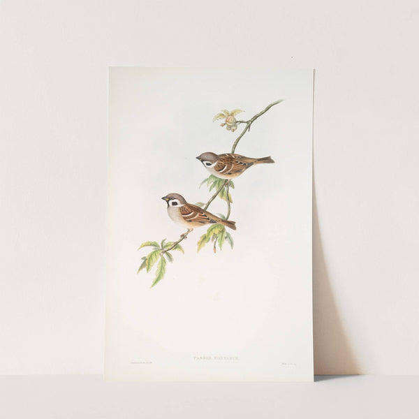 Passer montanus. Tree-Sparrow. (1862-1873) by John Gould