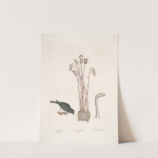 Passer Nivaluis, The Snow-bird; Orobanche Virginiana &c. Broom-rape; Fungoides capitulo intorto, Toad-stool. by Mark Catesby