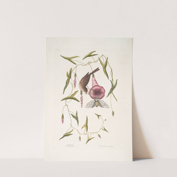 Passerculus, The little Sparrow; Convulvulus Caroliniensis, The Purple Bindweed of Carolina. by Mark Catesby