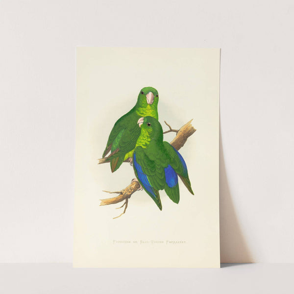 Passerine or Blue-Winged Parrakeet (1884-1887) by Alexander Francis Lydon
