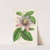 Passiflora Imperatrice Eugenie (hybride) by Charles Antoine Lemaire
