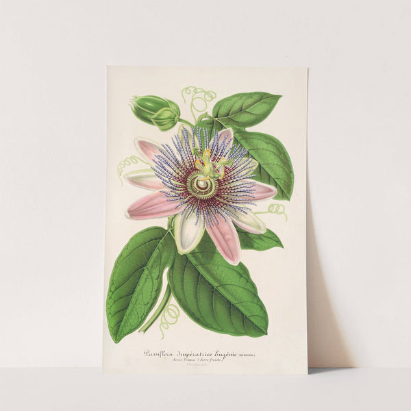 Passiflora Imperatrice Eugenie (hybride) by Charles Antoine Lemaire