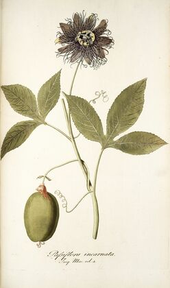 Passiflora incarnata