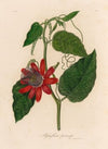 Passiflora princeps (1818-1824)