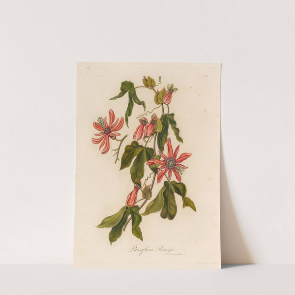 Passiflora Princeps. (1818-1824) by Gaetano Savi