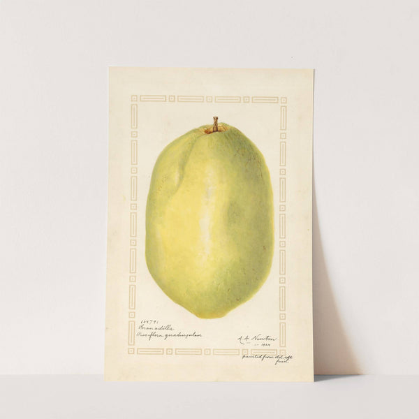 Passiflora quadrangularis (1924) by Amanda Almira Newton