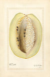 Passiflora quadrangularis