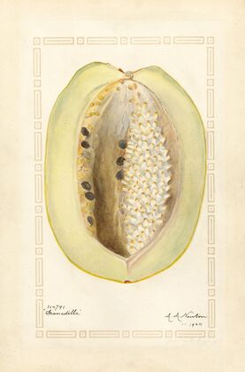 Passiflora quadrangularis
