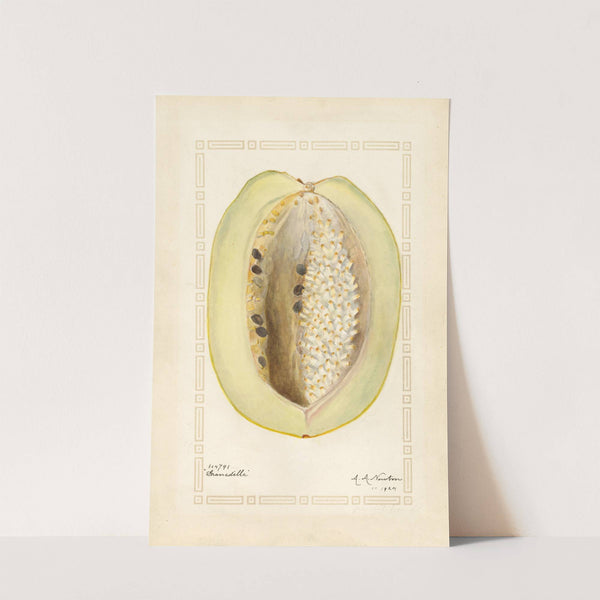 Passiflora quadrangularis (1924) by Amanda Almira Newton