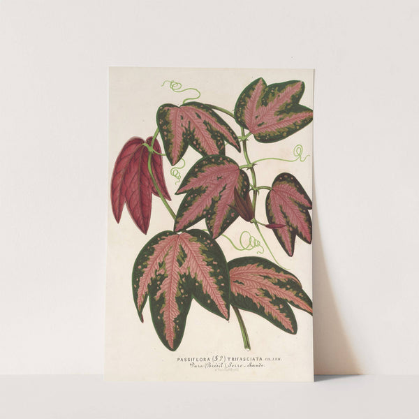 Passiflora trifasciata by Charles Antoine Lemaire