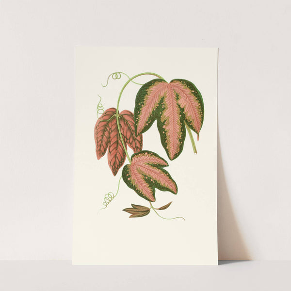 Passiflora Trifasciata by Edward Joseph Lowe