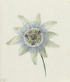 Passion Flower