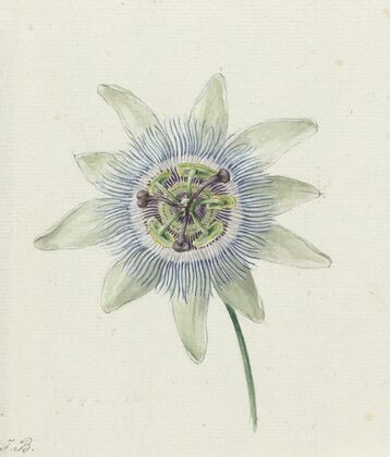 Passion Flower