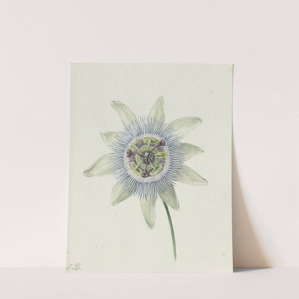 Passion Flower by Jean Bernard
