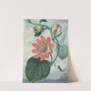 Passion Flower (1799) by Sydenham Edwards