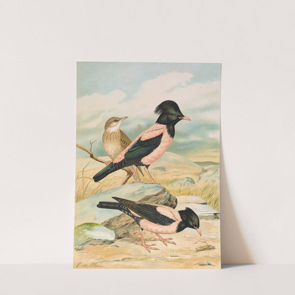 Pastor roseus by Johann Friedrich Naumann