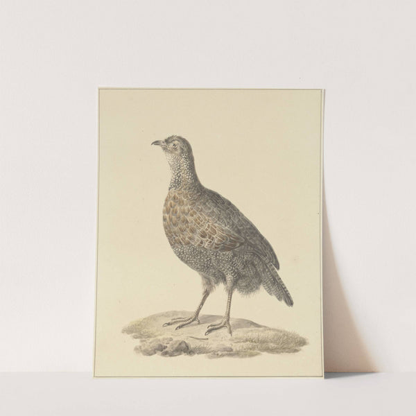 Patrijs by Pieter Pietersz. Barbiers