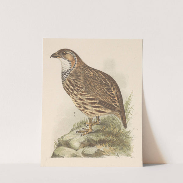 Patrijs (francolinus jugularis) by Theo van Hoytema