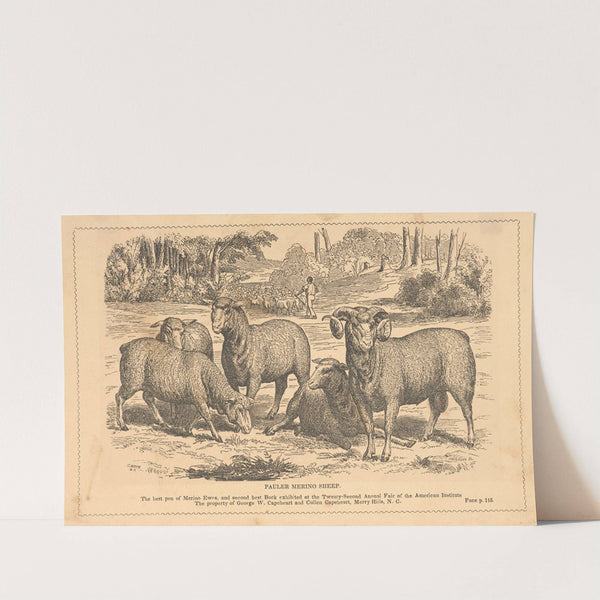 Pauler merino sheep by Alexander Anderson