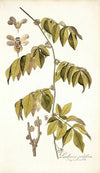 Paullinia cauliflora