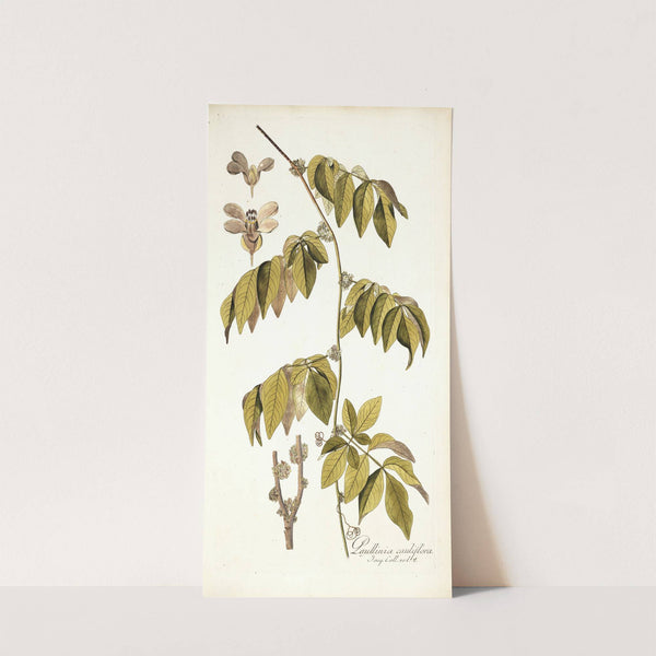Paullinia cauliflora by Nikolaus Joseph Freiherr von Jacquin