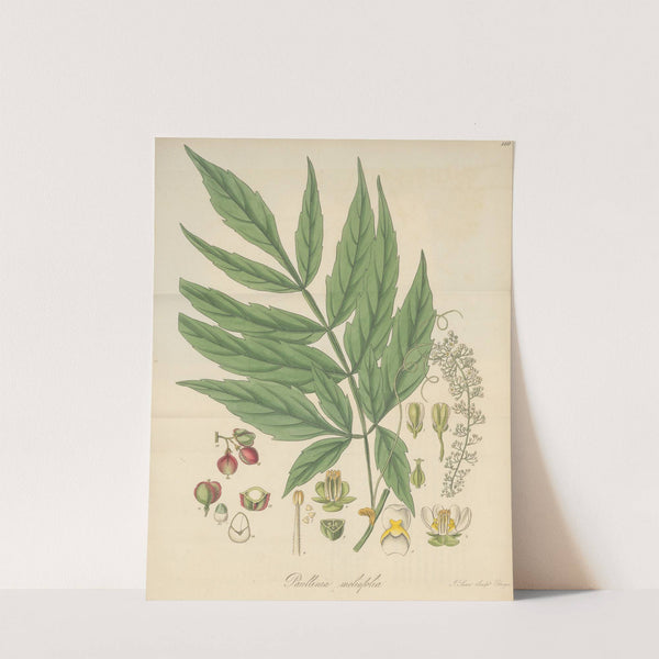 Paullinia meliifolia by William Jackson Hooker