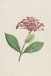 Pauwenkers (Ixora coccinea)