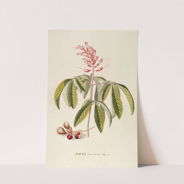 Pavia by Georg Dionysius Ehret