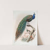 Pavo cristatus. (1872) by Joseph Smit