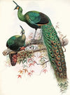 Pavo muticus.