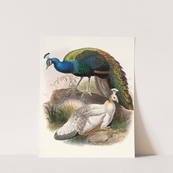 Pavo nigripennis. by Joseph Smit