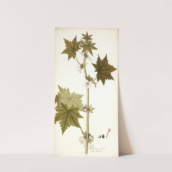 Pavonia urens by Nikolaus Joseph Freiherr von Jacquin