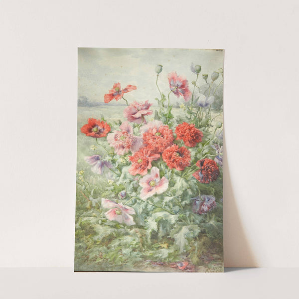 Pavots by François Rivoire