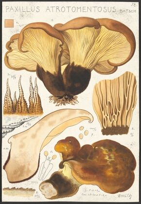Paxillus atrotomentosus Batsch 2 (1915-1945)