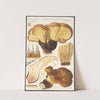 Paxillus atrotomentosus Batsch 2 (1915-1945) by Hans Walty