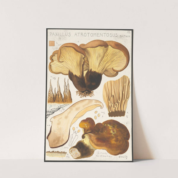 Paxillus atrotomentosus Batsch 2 (1915-1945) by Hans Walty