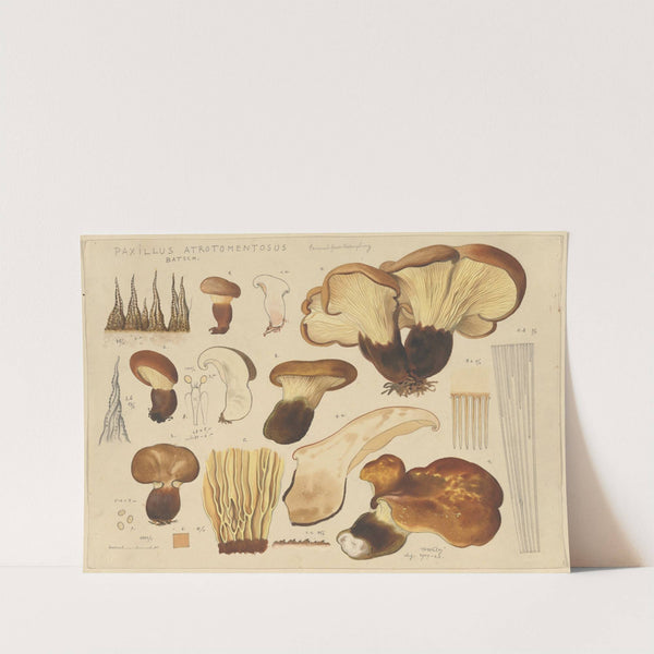 Paxillus atrotomentosus Batsch. (1915-1945) by Hans Walty