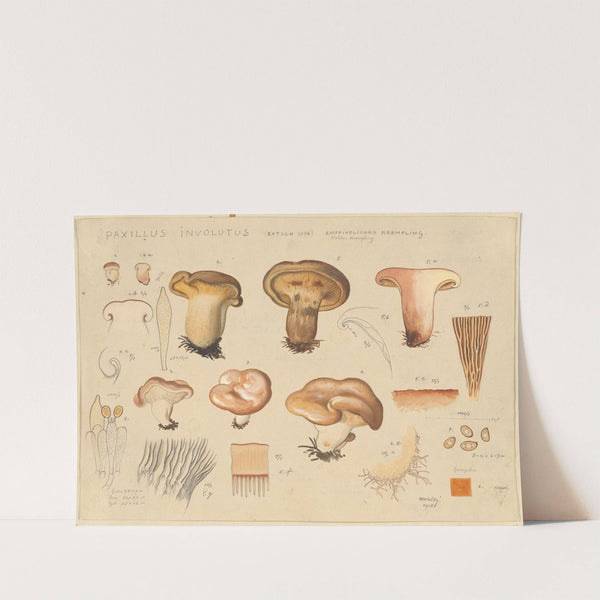 Paxillus involutus (Batsch 1796) (1915-1945) by Hans Walty