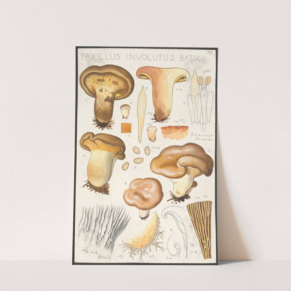 Paxillus involutus Batsch. (1915-1945) by Hans Walty