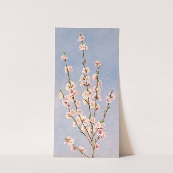 Peach Blossoms by John William Hill