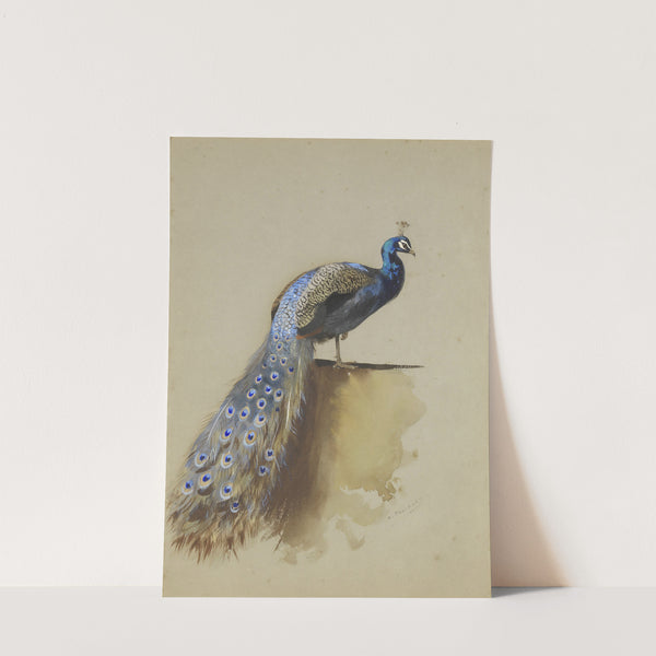 Peacock by Archibald Thorburn