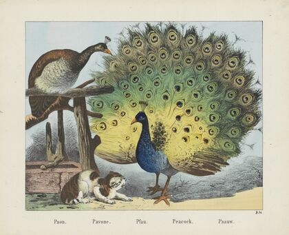 Peacock (1829-1880)