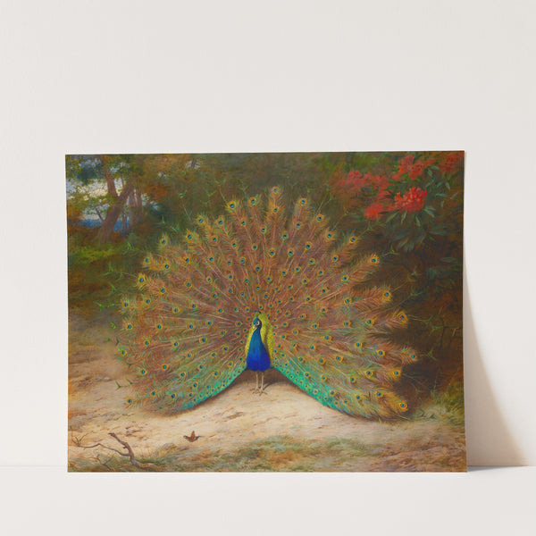 Peacock And Peacock Butterfly by Archibald Thorburn