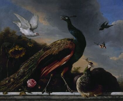 Peacocks, male and female — size preview