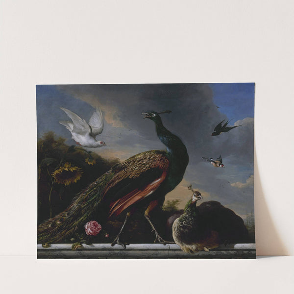 Peacocks, male and female (1681) by Melchior d'''Hondecoeter