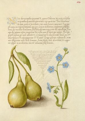 Pear and Creeping Forget-Me-Not (1561–1596)