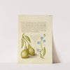 Pear and Creeping Forget-Me-Not (1561–1596) by Joris Hoefnagel