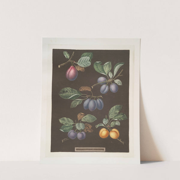 Pear, Blue imperatrice (The Empress), Brignole and St. Catherine plums. (1812) by George Brookshaw